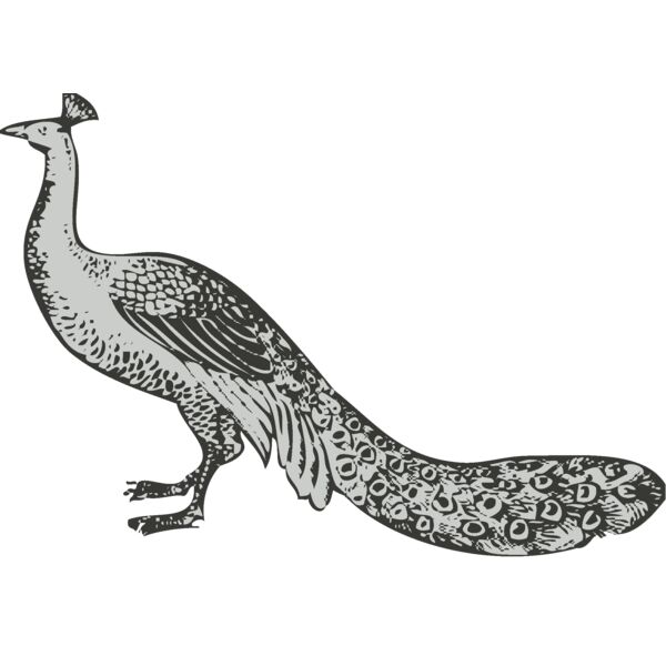 Bird   peacock 2 Thumbnail