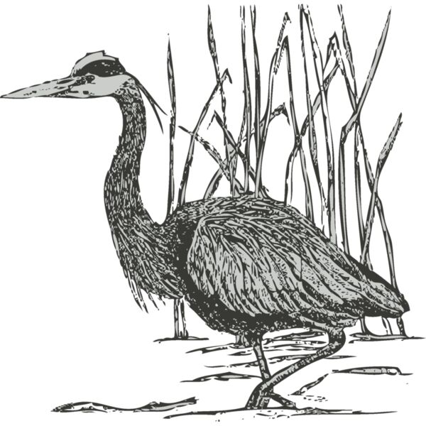 Bird 3 Thumbnail